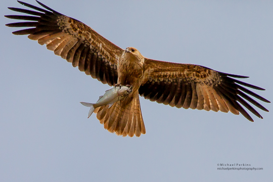 Whistling Kite Split Rock Dam